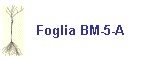 Foglia BM-5-A