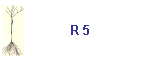 R 5