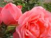 Rosa rosa 2.jpg