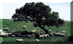 gregge di pecore sotto quercia di sughero