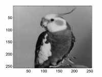 Curiosit, il pappagallo in foto  una Calopsite maschio