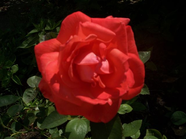 Rosa rubia
