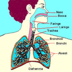 L'apparato respiratorio