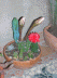 cactus 007