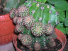 cactus 013