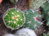 cactus 019