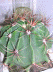 ferocactus acanthodes
