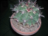 ferocactus wislizeni2