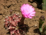 gymnocalicum fiore2