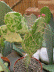 opuntia variegata
