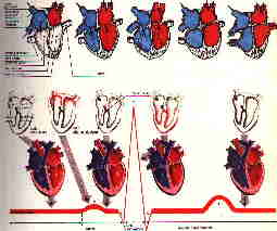 Rappresentazione di un ciclo cardiaco completo