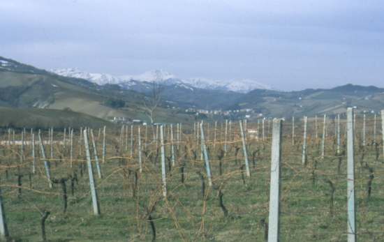Panorama towards Sibillini Mountains