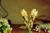 fiore giallo bianco.jpg (16155 byte)