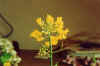 fiore giallo.jpg (14910 byte)