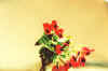 fiore rosso.jpg (13065 byte)