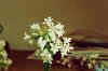 fiori bianchi.jpg (16543 byte)