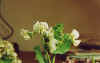 fiori fiori.jpg (14904 byte)