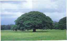 L'albero simbolo di Guanacaste