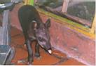 5-4.JPG: Il tapiro che gironzola tranquillo