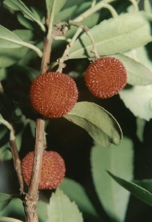 frutti di arbutus unedo