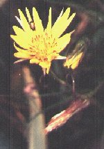 Tragopogon pratensis