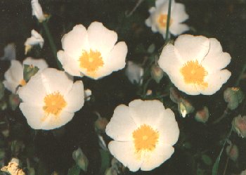Cisto femmina - fiori