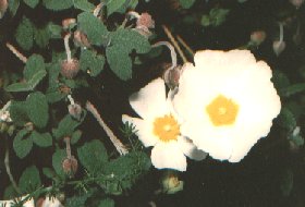 Cisto femmina - foglie e fiori