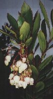 fiori di arbutus unedo