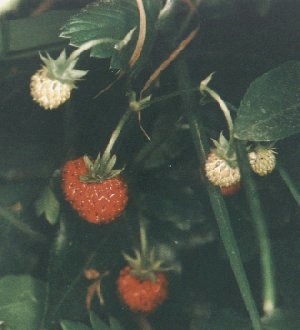 Fragaria vesca - frutto