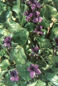 fioritura di violette