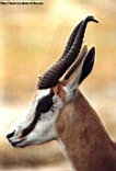 Springbok o Antilope Saltante, l'animale-simbolo del sudafrica