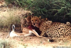 Una coppi di Ghepardi mentre mangia uno Springbok! Che foto!