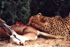 Non ci sono altri predatori in giro, questi due ghepardi potranno mangiare la loro preda con tranquillita'