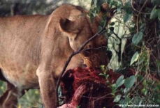 Anche questa leonessa fa uno spuntino con la carcassa di un Gemsbok