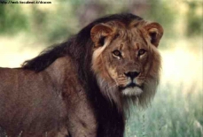 ...il leone del Kalahari...