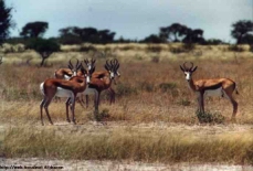 Gruppo di Springbok