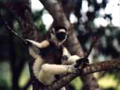 lemure Sifaka a Nahampoana