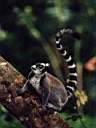 lemure Catta a Nahampoana