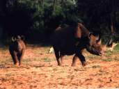 Rinoceronte nero:femmina con cucciolo