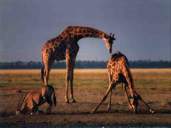 ma che Giraffa curiosa !