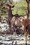 femmina di Kudu