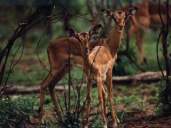femmine di Impala