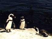 Pinguini...Sudafricani