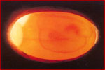 embrione di Emys dopo una settimana di incubazione