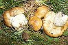 Russula foetens