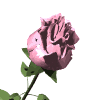 rosa.gif (20294 byte)
