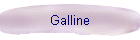Galline