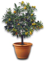 Ornamental Kumquat tree