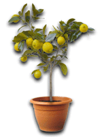 Ornamental lemon tree 