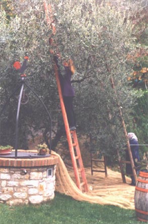 Raccolta delle olive a 'Il Galletto'